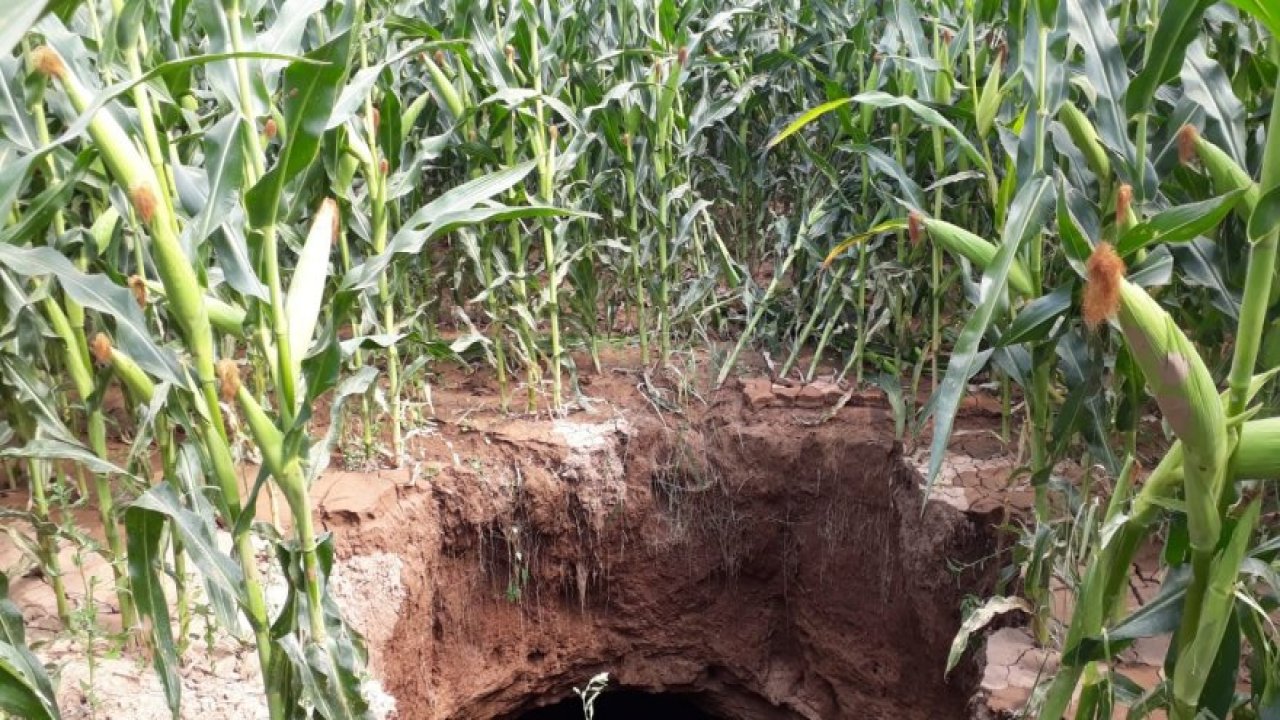 Mısır tarlasında korkutan obruk