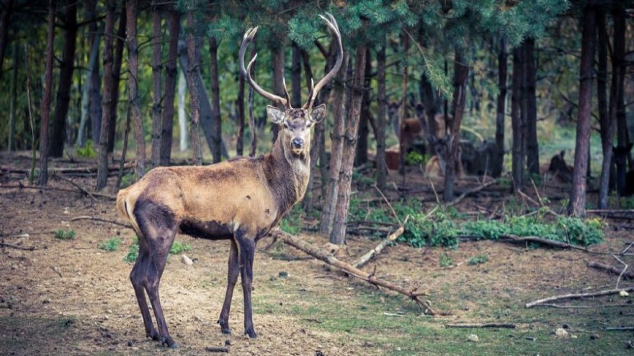 Soğuksu Milli Parkı
