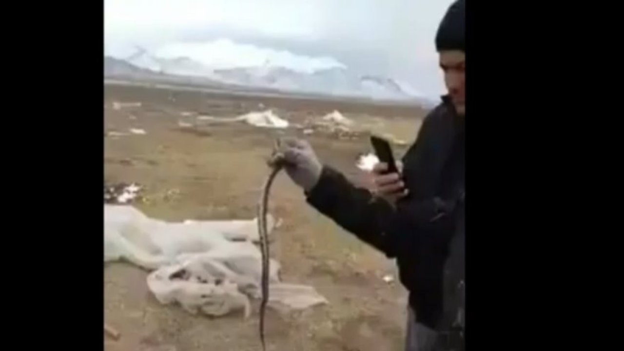 Konya'da uyuyan yılanı uyandırdılar!