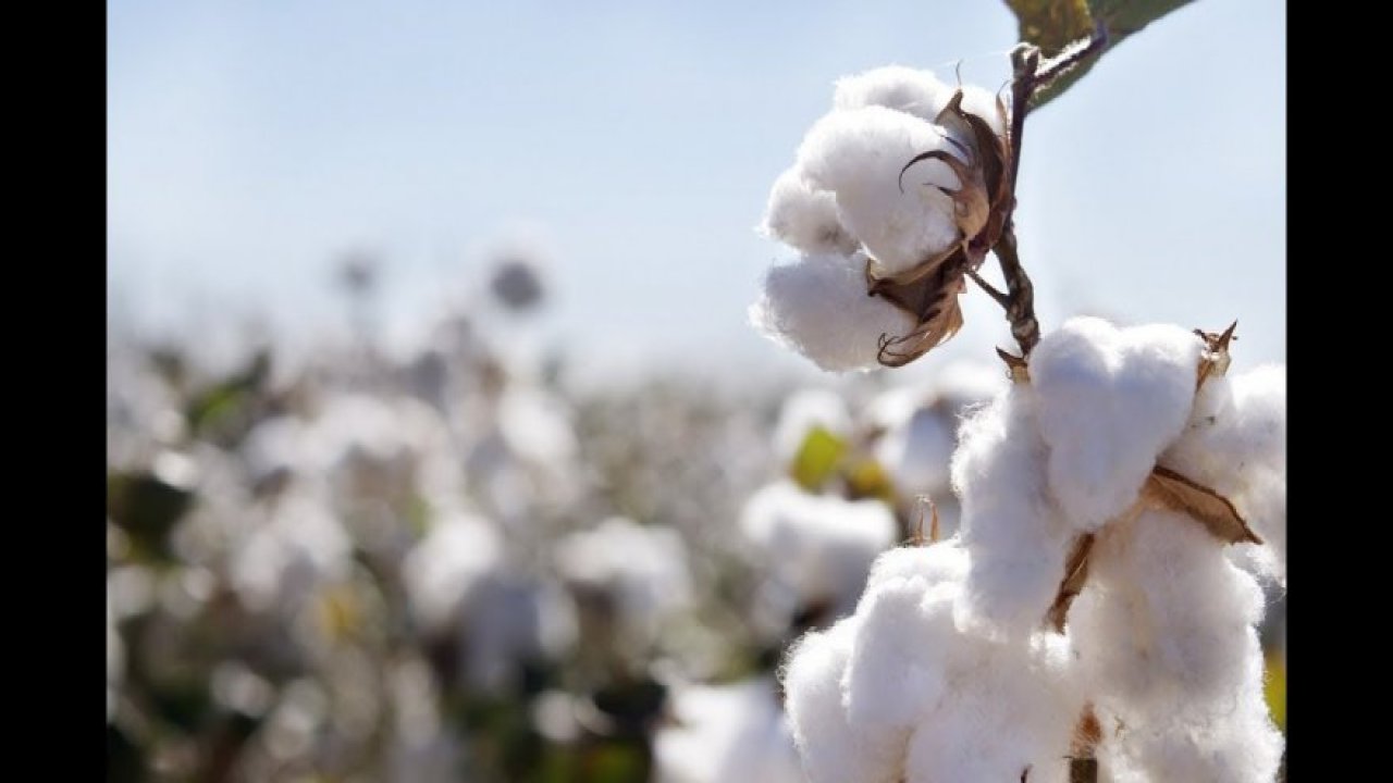 Söke Pamuk Tarlaları