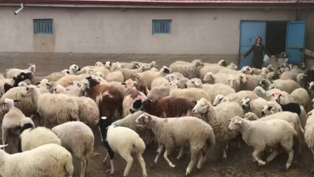 Köylerde küçükbaş hayvancılık mesaisi sürüyor