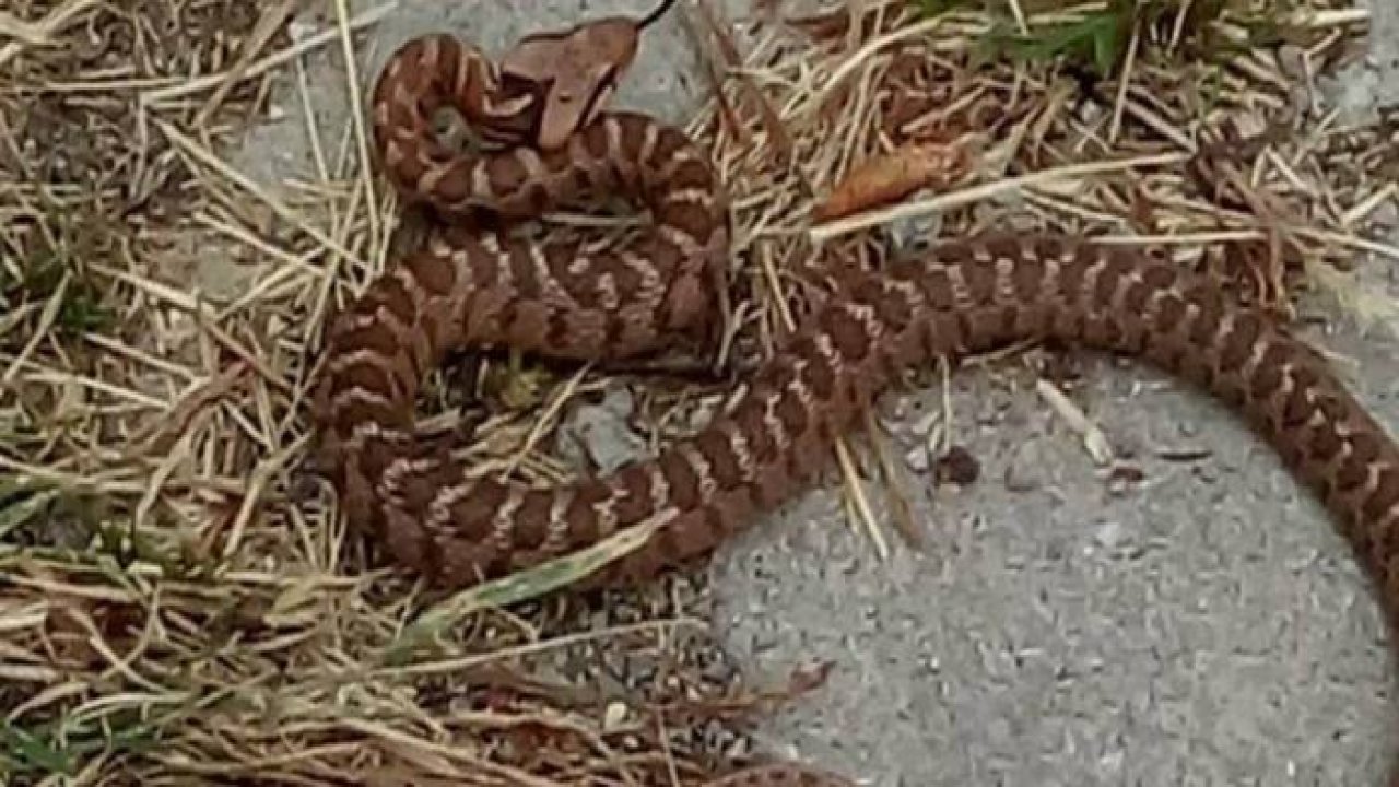 Konya'da üçgen başlı engerek yılanı görüldü
