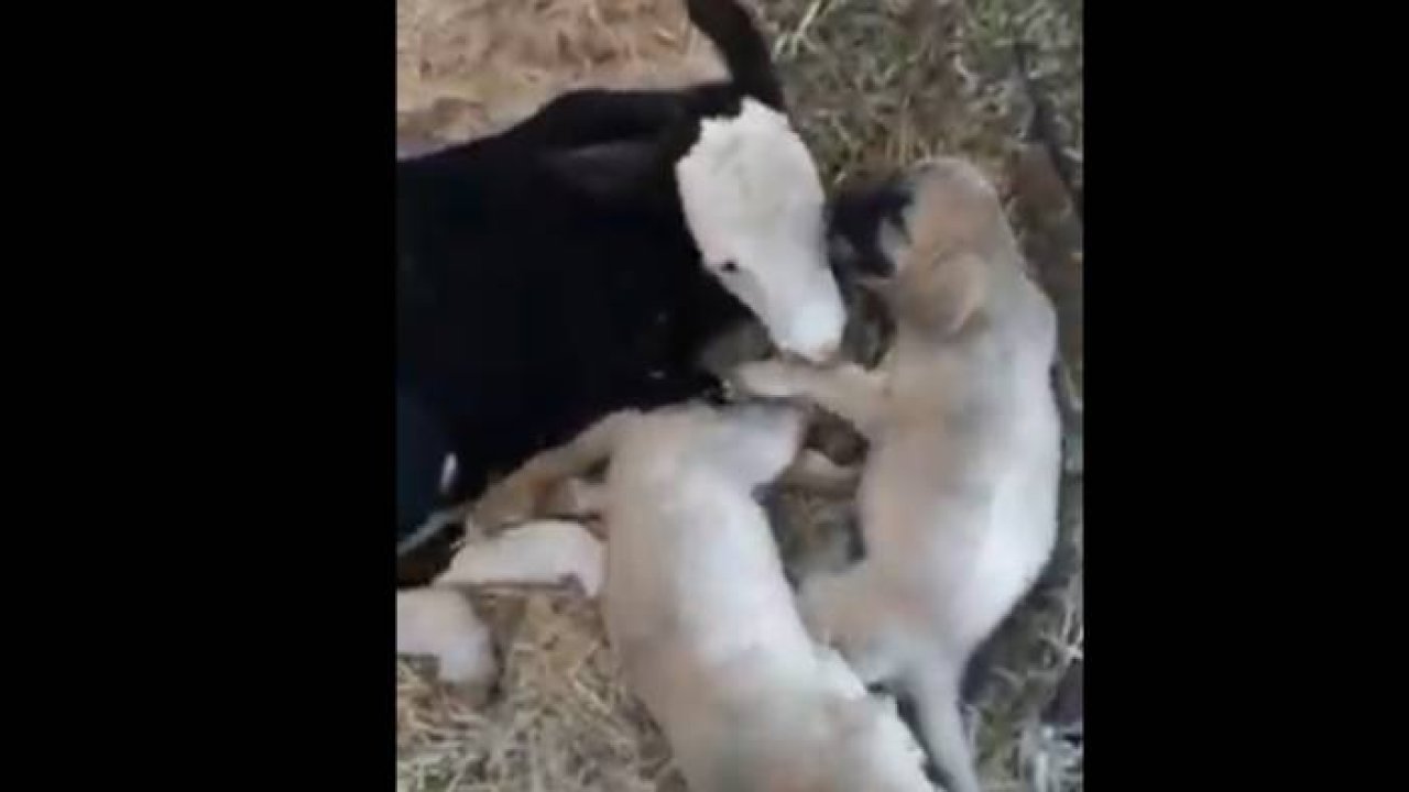 Yavru köpeklerin ve yeni doğan buzağının dostluğu