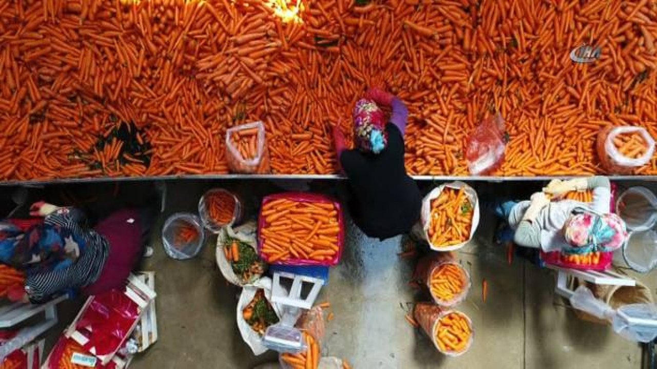 Konya Kaşınhanı'nda havuç hasadı