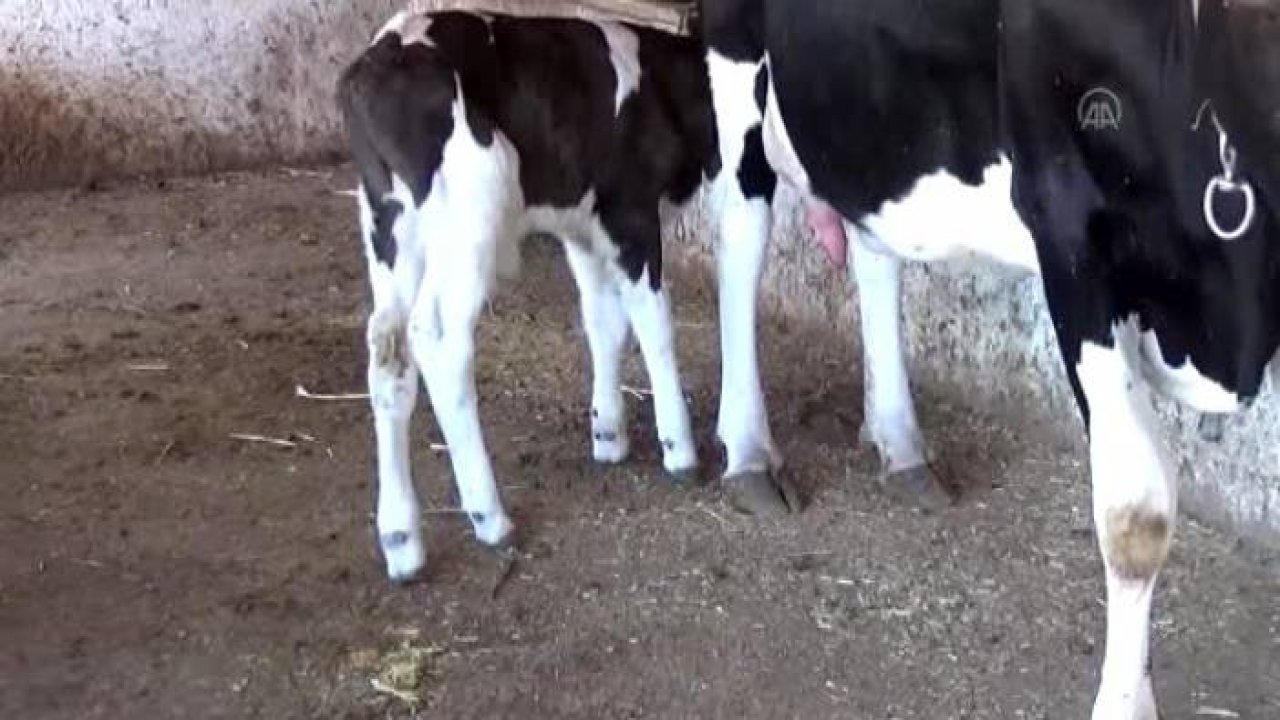 Yeni doğan buzağıya hoşgeldin dediler