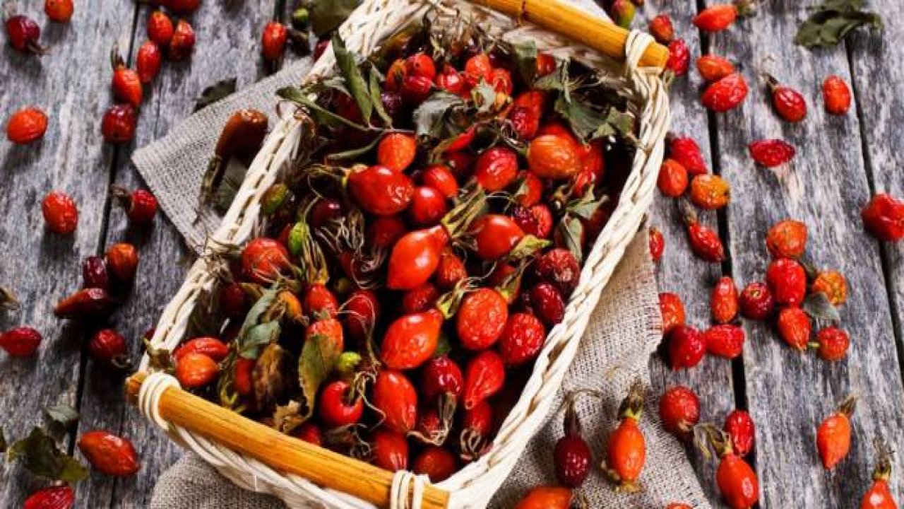 Kuşburnu Nasıl Toplanır?