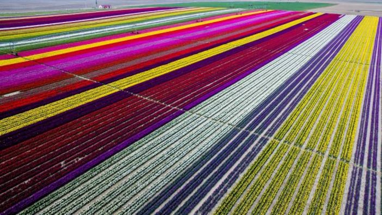 Lale üretimi nasıl yapılıyor?
