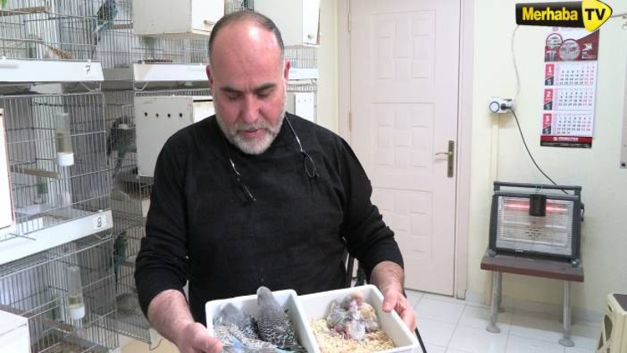 'Hobisi tutkusu oldu, kuşları şampiyon oldu' Kuş yetiştiricisi Ali Çeçen | Merhaba Şehir Hikayeleri