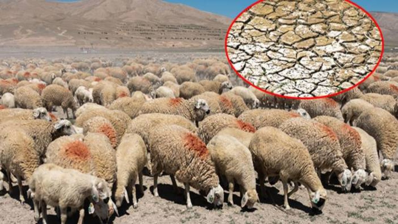 Konya Ovası'nda Tarlalar, Mera Oldu