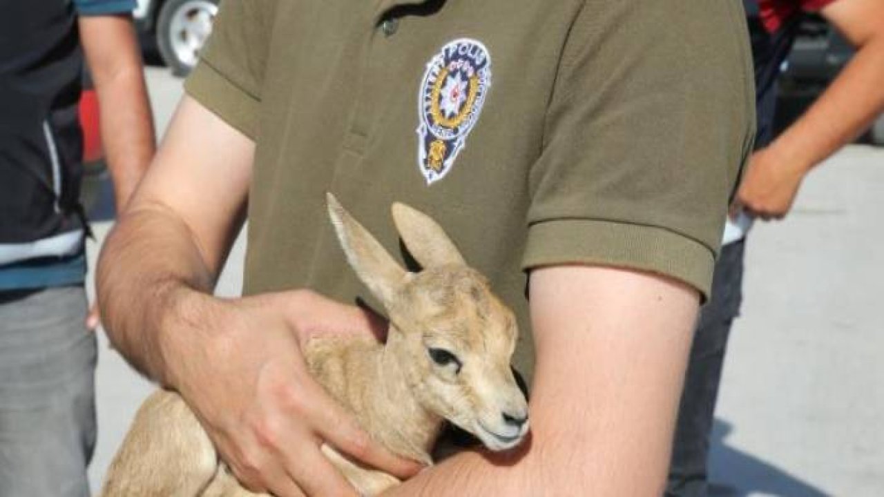 Konya'da Şüphe Üzerine Durdurulan Otomobilden 2 Ceylan Yavrusu Çıktı