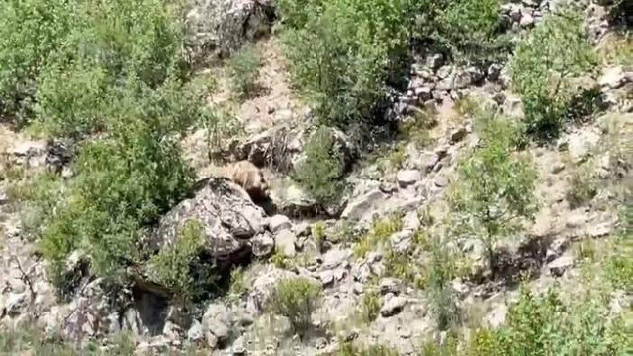 Konya’da nesli tehlike altında olan bozayı görüntülendi