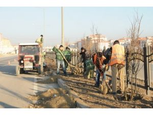 Çorum Belediyesi, 5 Yılda 73 Bin Ağaç Dikti