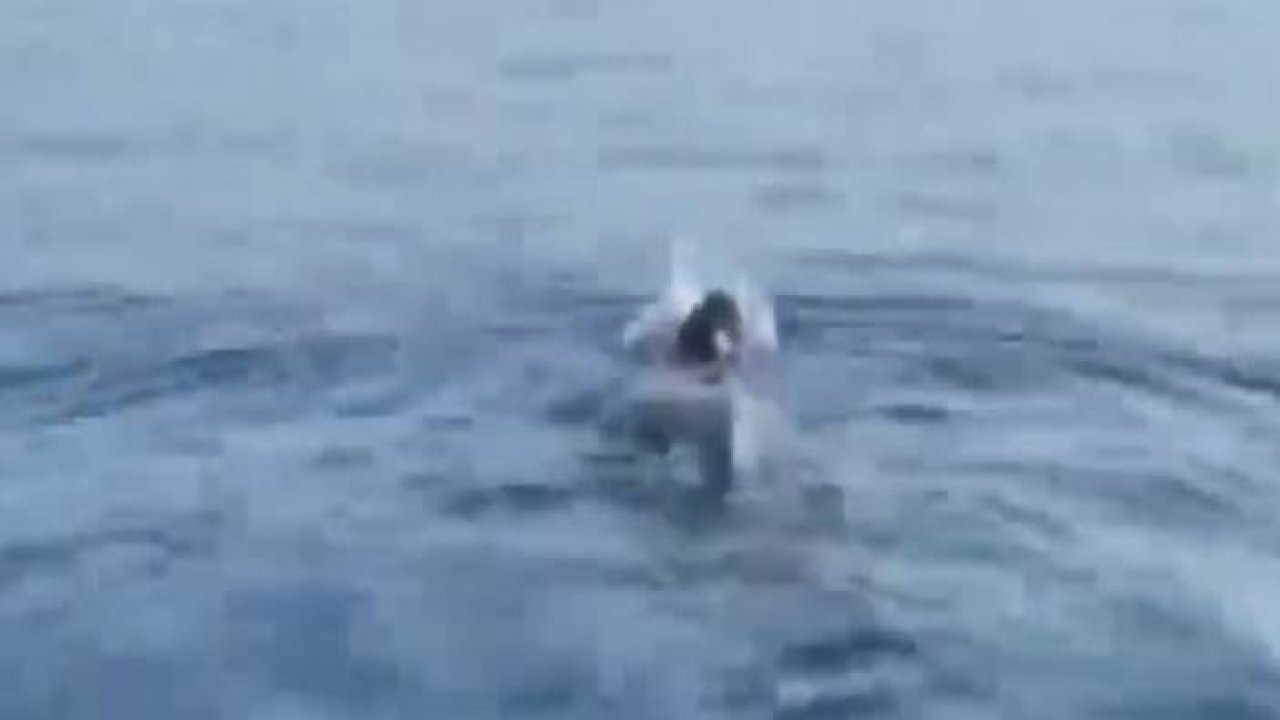 Deri sırtlı deniz kaplumbağası