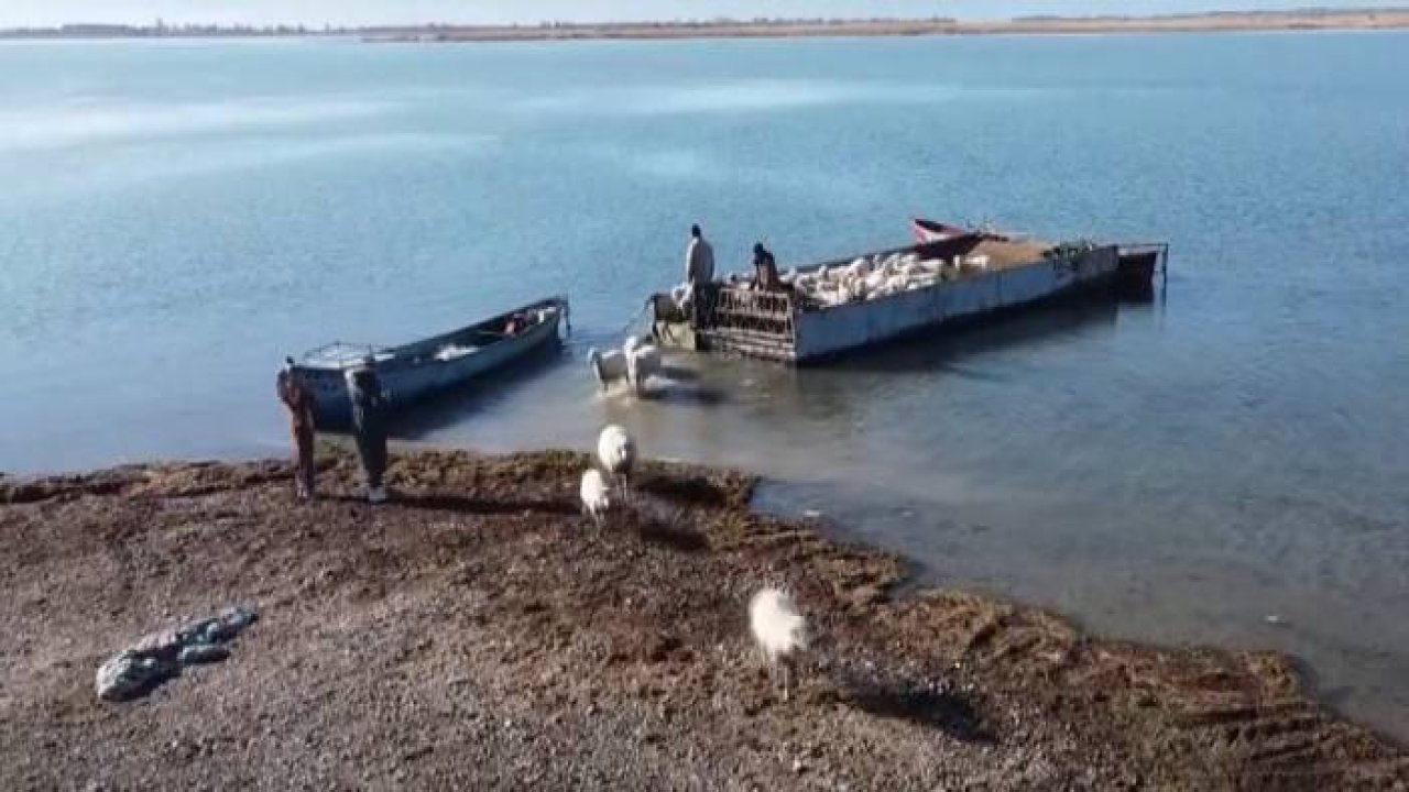 KONYA - Yazı adada geçiren koyunlar salla kırsal mahalleye getirildi