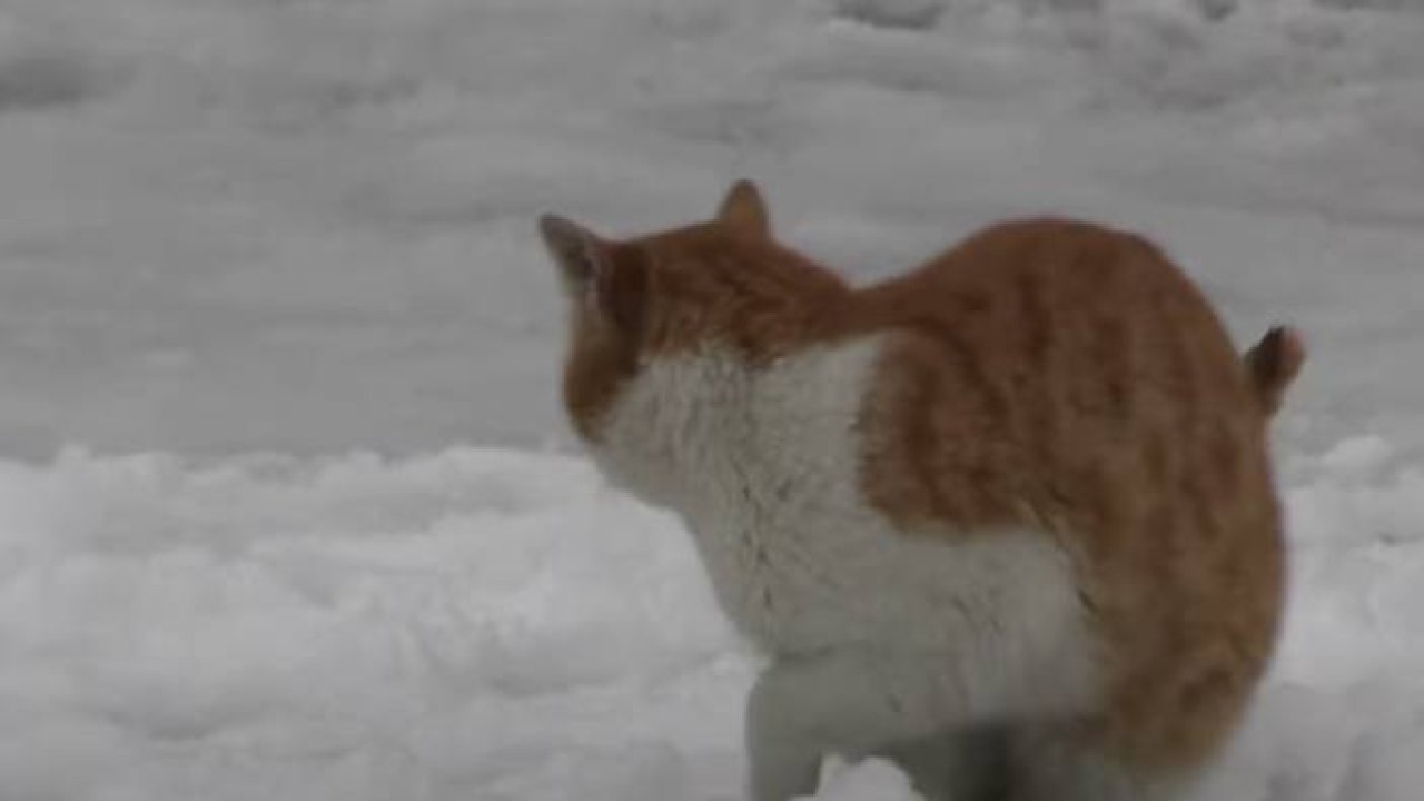 KONYA'DA LAPA LAPA KAR YAĞDI