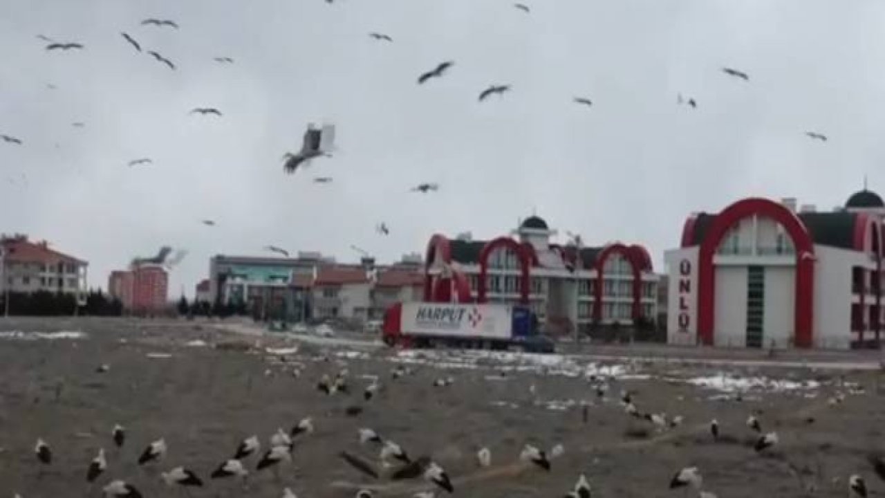 Büyükşehir'den leyleklere balık ikramı