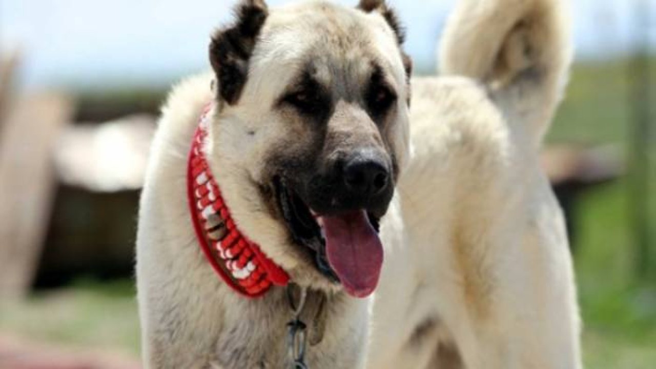 "İyi Köpeği Sivas'ta Değil, Konya'da Buldular"