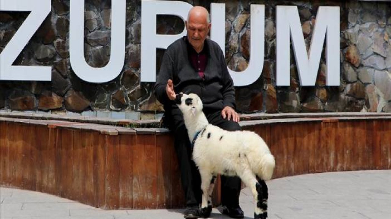 Erzurum’da “kuzulu dede” olarak bilinen Selami Yılmaz her yere yetim kuzularıyla birlikte gidiyor