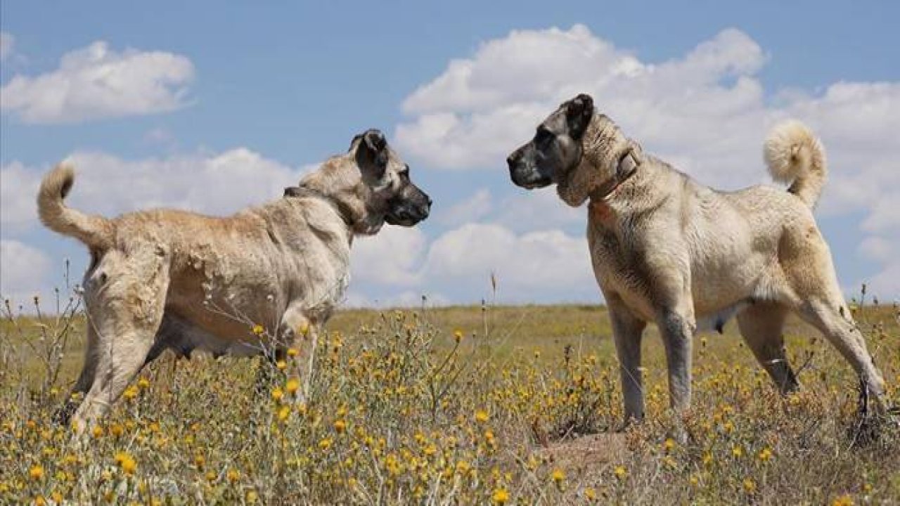 Kangal