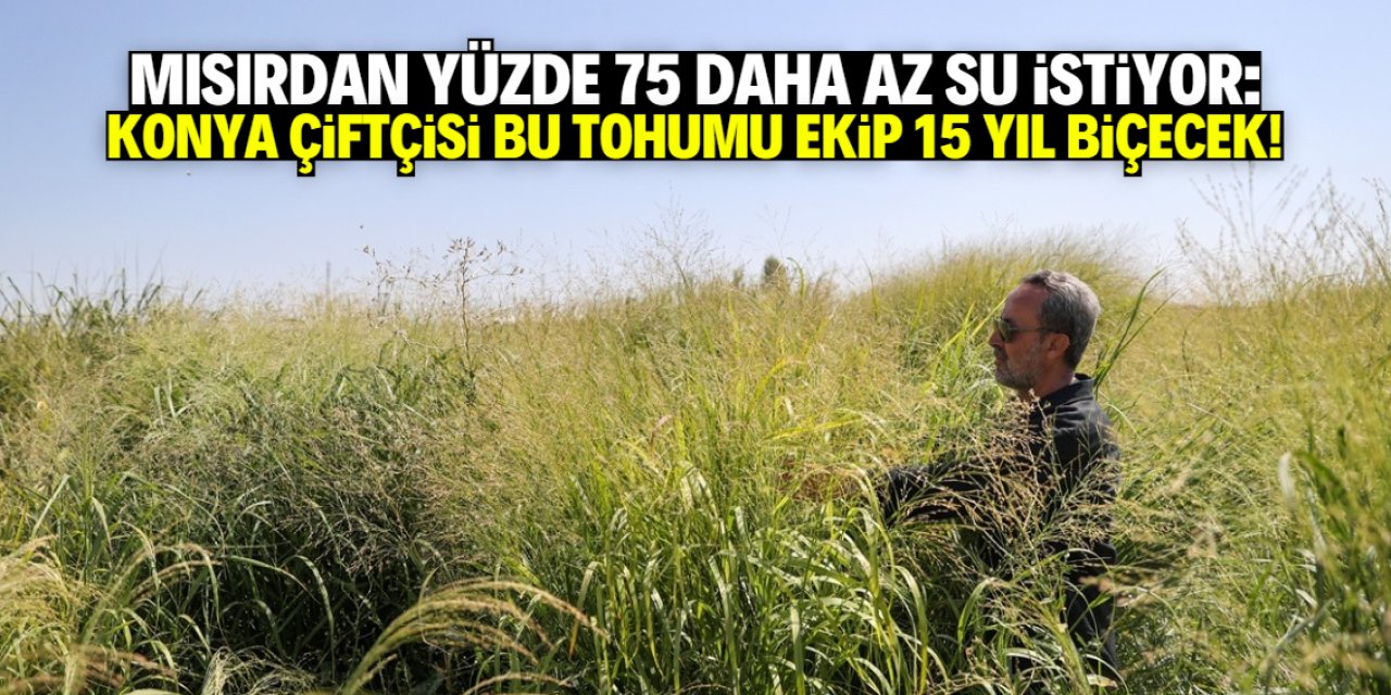 Konya çiftçisi bu tohumu ekip 15 yıl biçecek!