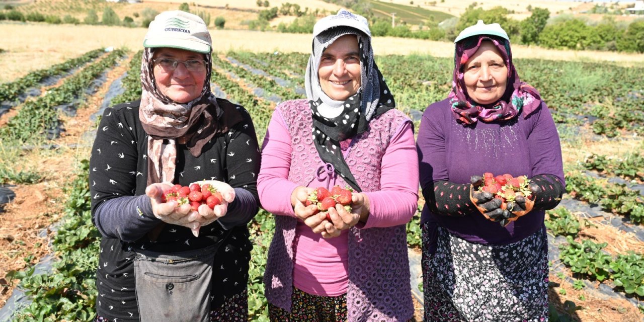 Konya Büyükşehir'in çileğinde hasat zamanı