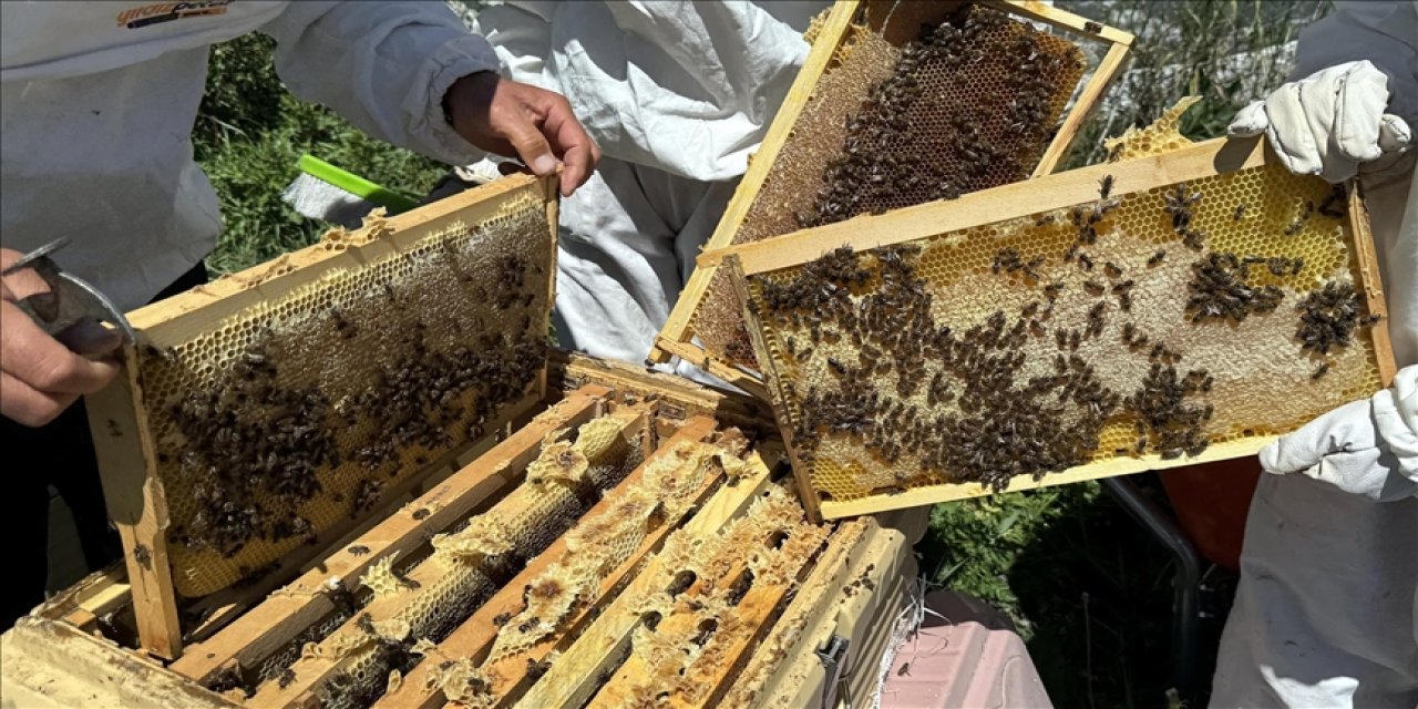 Coğrafi işaretli Ardahan çiçek balının hasadı bereketli başladı