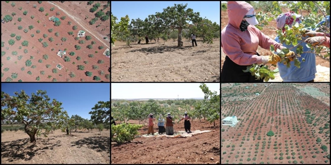 Boz Antep fıstığında fiyatlar üreticisinin yüzünü güldürüyor