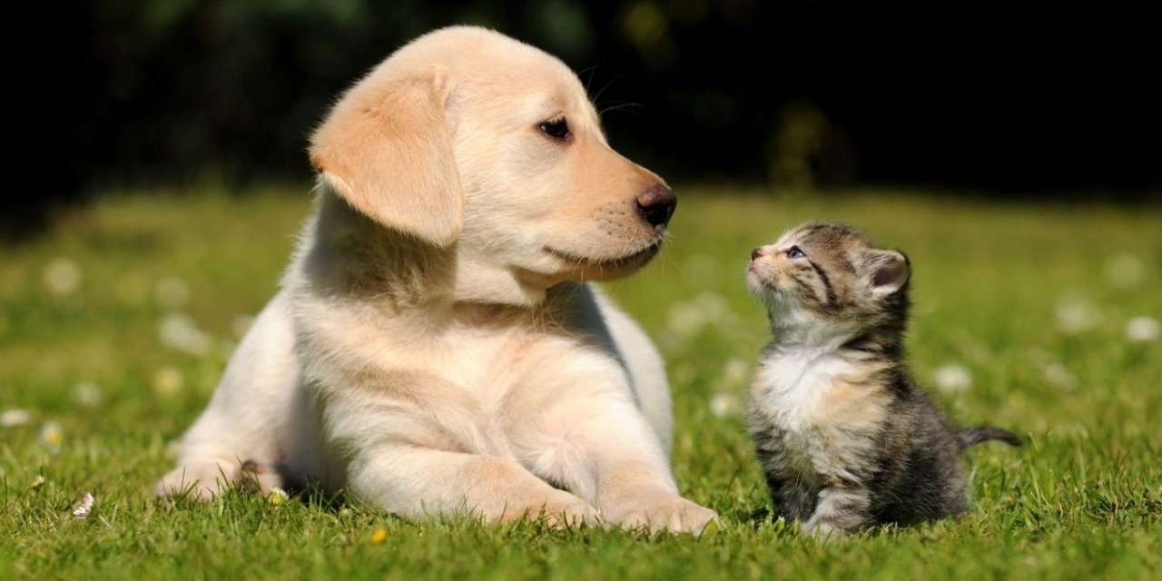 Akşehir'de 'can dostum' platformu açıldı