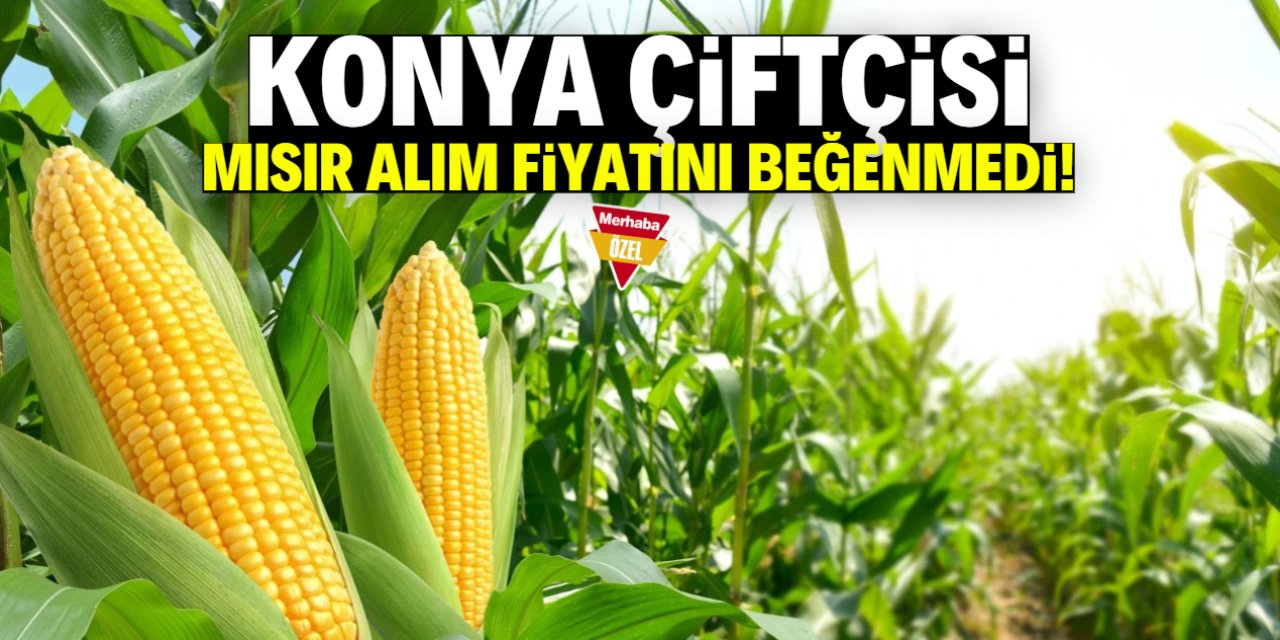 Konya çiftçisi mısır alım fiyatlarını beğenmedi! İşte beklenen miktar
