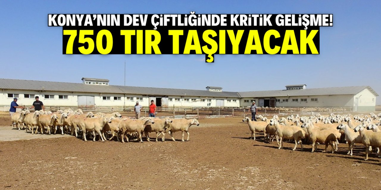 Konya'nın dev çiftliğinde kritik gelişme! 750 TIR taşıyacak