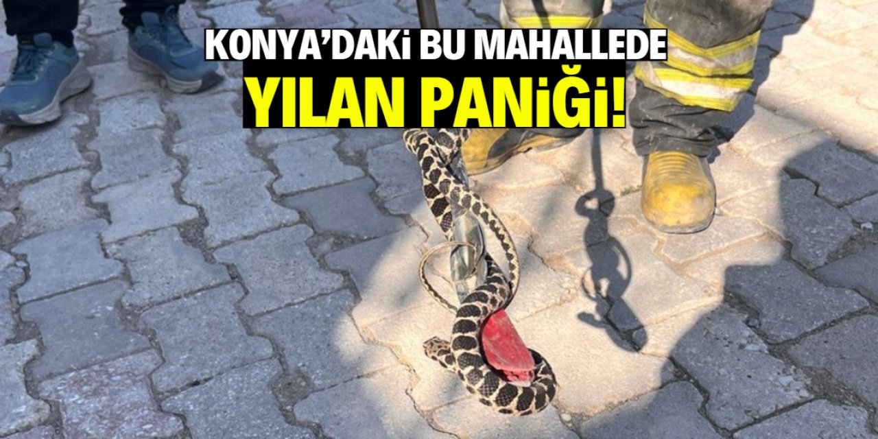 Konya'daki bu mahallede 1,5 metrelik yılan paniği!