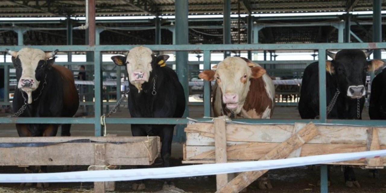 24 ilde hayvan pazarı tekrar açıldı
