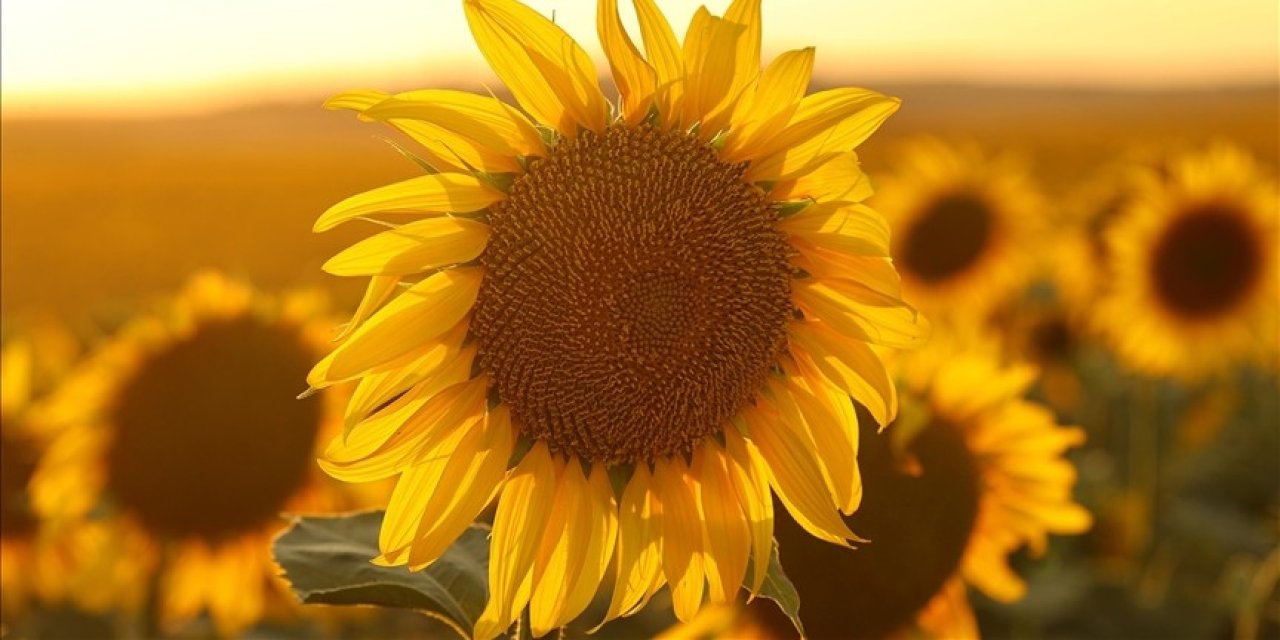 Ayçiçeği yağında gümrük vergileri yeniden düzenlendi