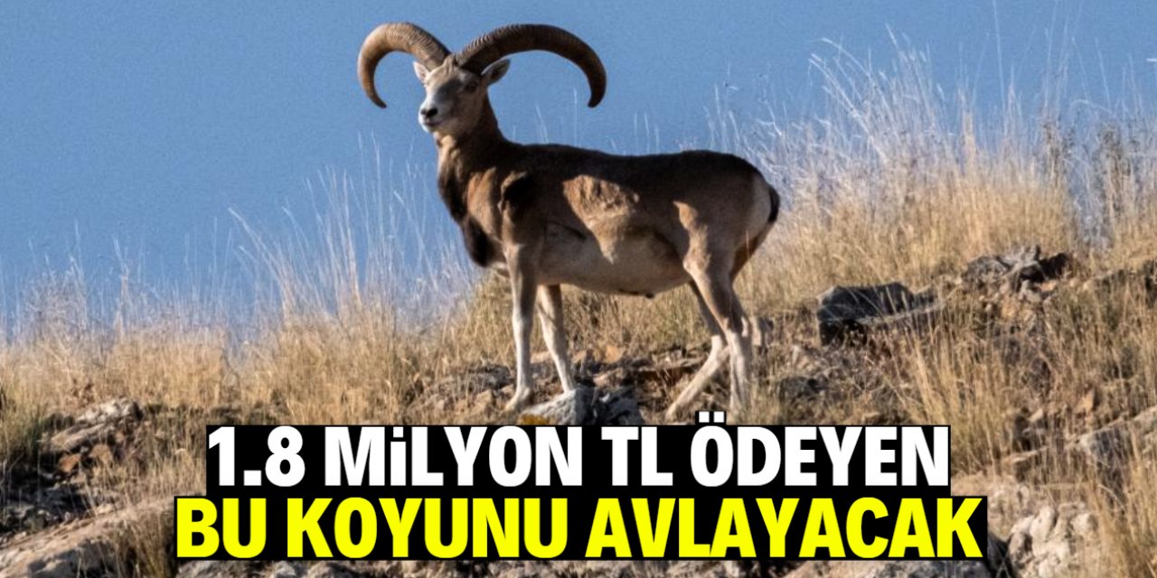 1.8 milyon TL ödeyen bu yaban koyununu avlayacak