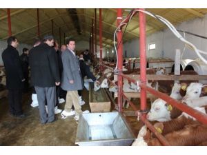 Muş’ta Tarımsal Kalkınma Kooperatifi Çalışmaları Denetlendi