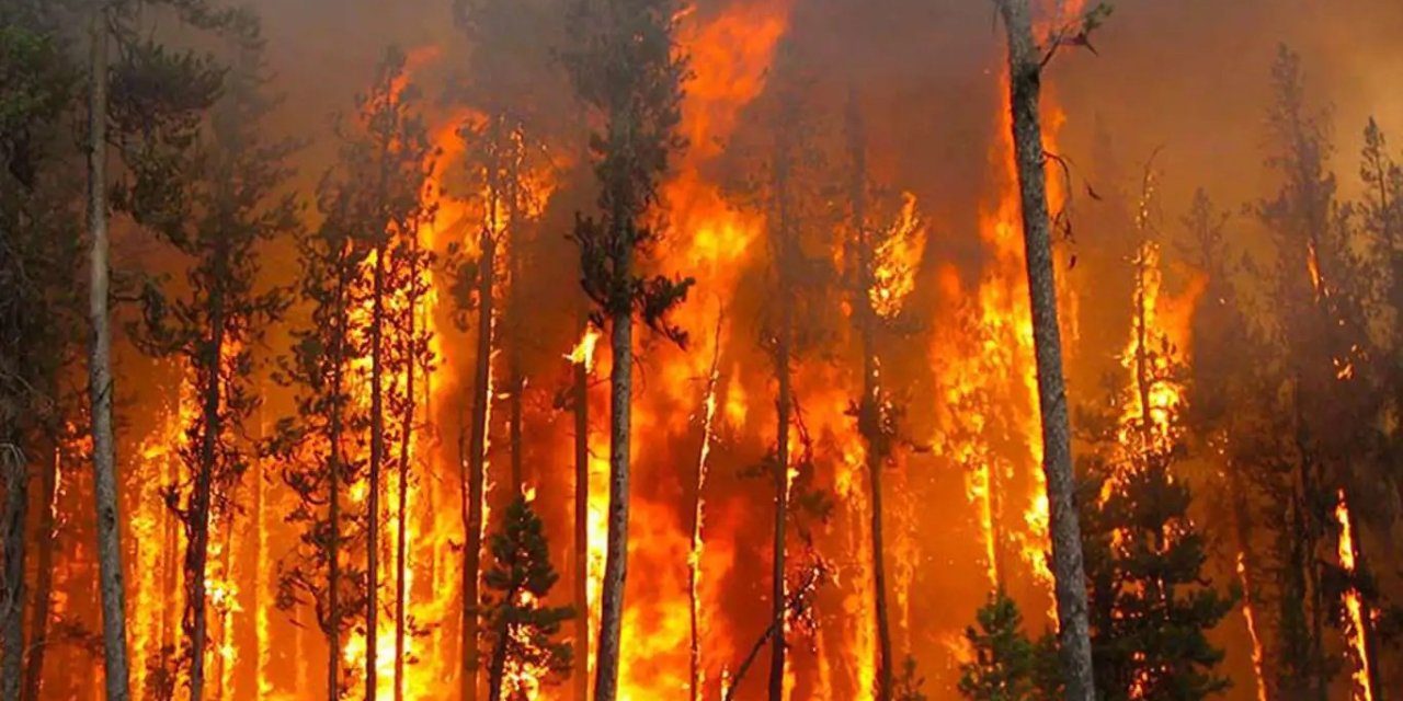 Ormansızlaşma ölümlere neden oluyor