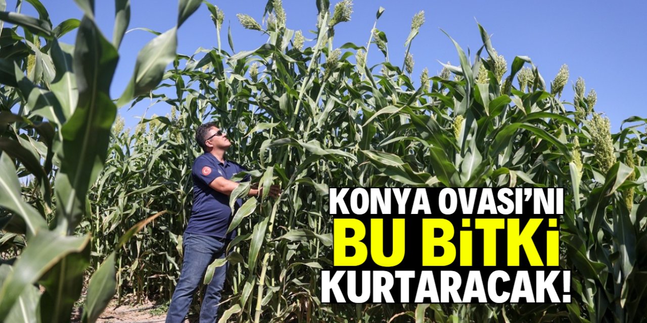 Konya tarımı ve hayvancılığını kurtaracak bitki bulundu!