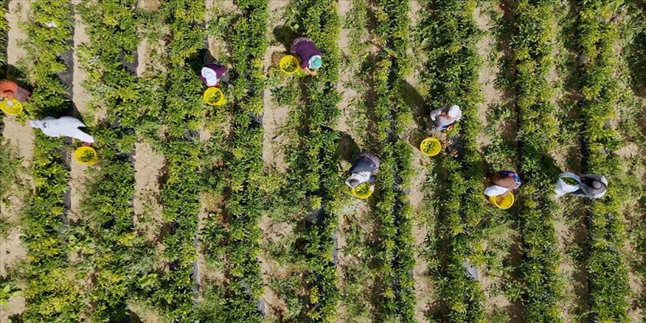 Çiftçilere 772 milyon 805 bin liralık destekleme ödemesi yapıldı