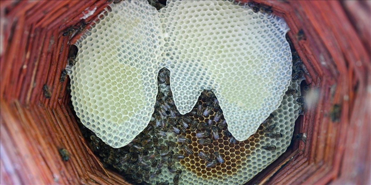 Karakovan bal üreticileri hasada yüksek verimle başladı