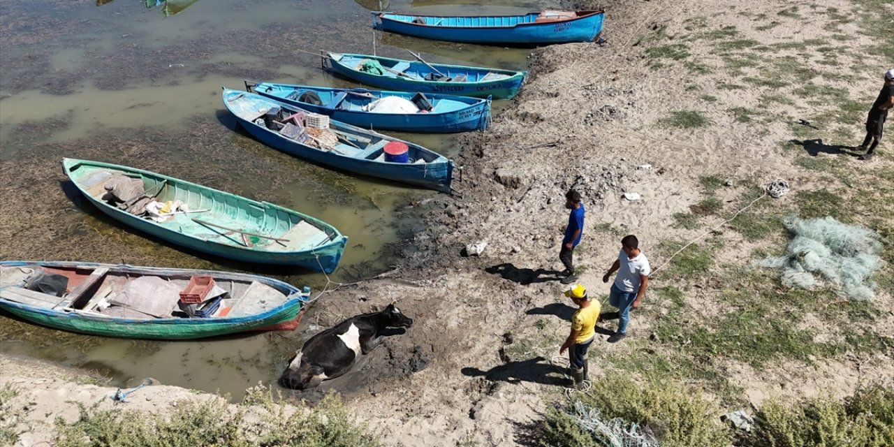 Suların çekildiği Beyşehir Gölü'nde çamura saplanan inek kurtarıldı