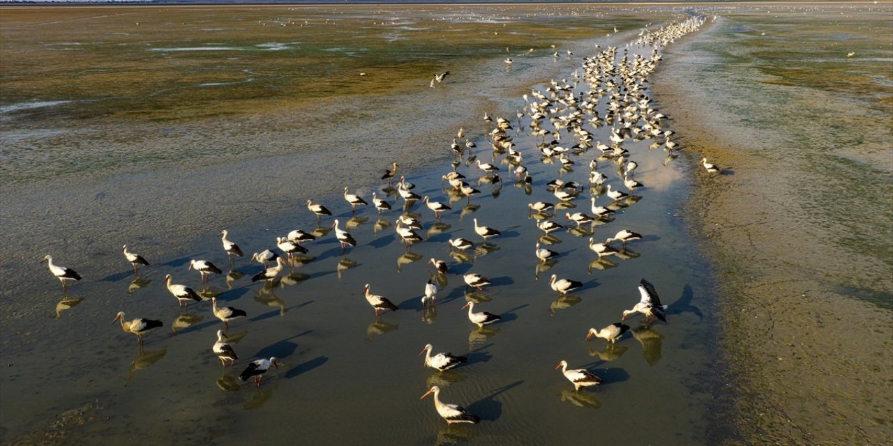 Konya beyaz leyleklerin ev sahibi
