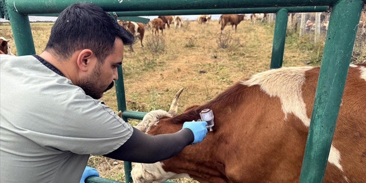 Büyükbaş hayvanlara şap aşısı yapılıyor