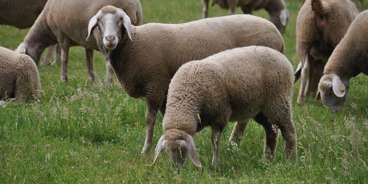 TİGEM 3 bin 320 küçükbaş hayvan satacak