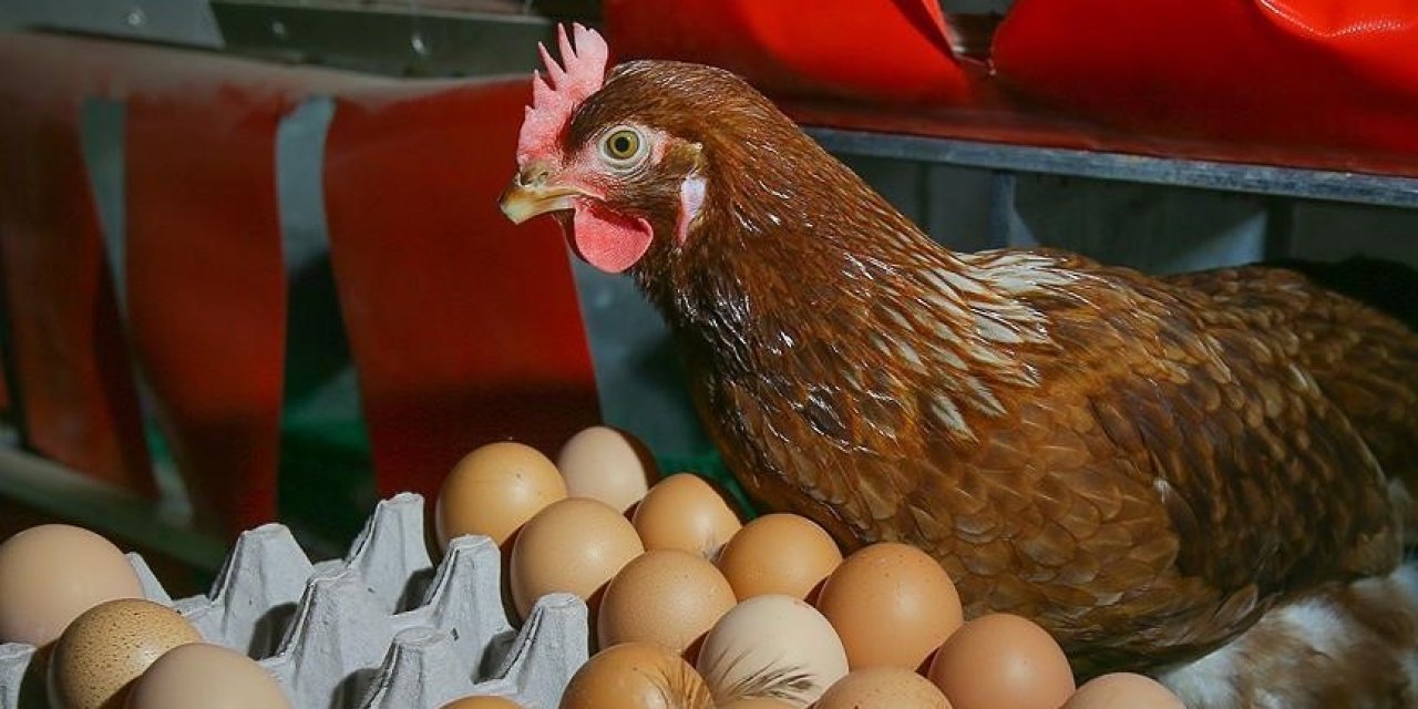Türkiye'nin ABD'ye yumurta ihracatı arttı