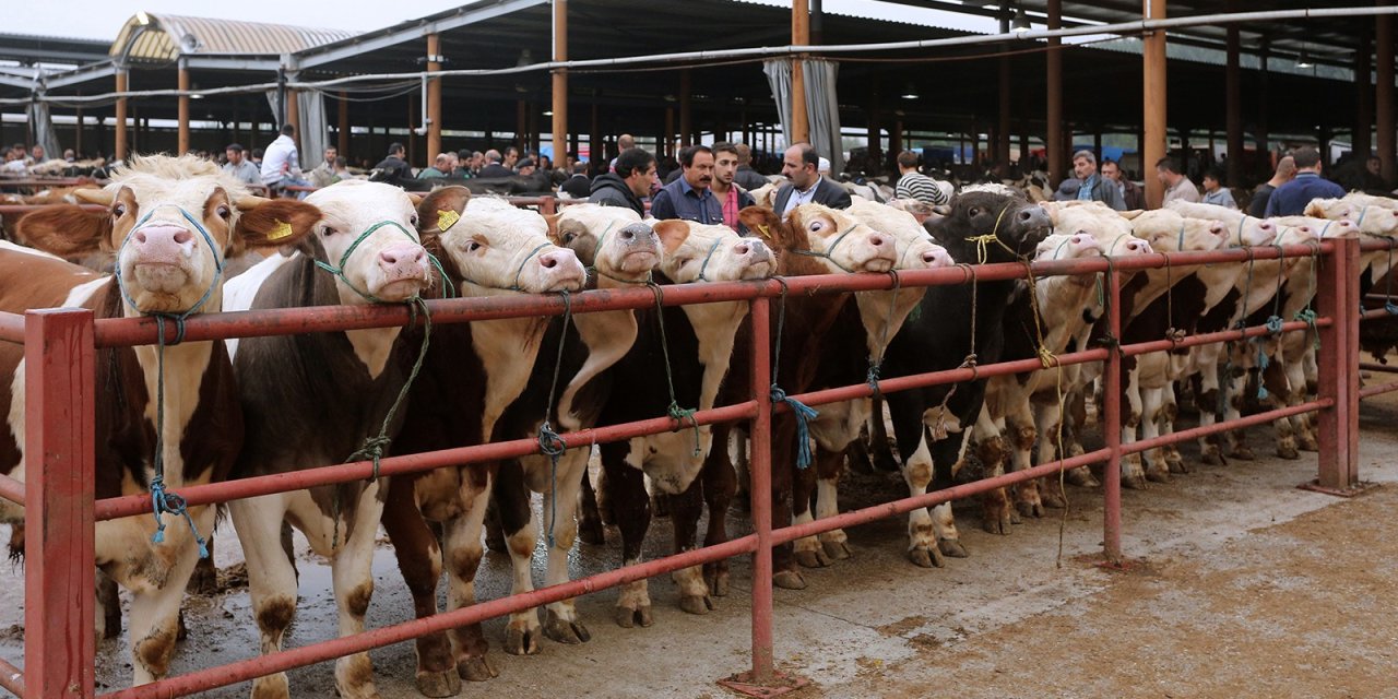 6 ile daha hayvan pazarı açılacak