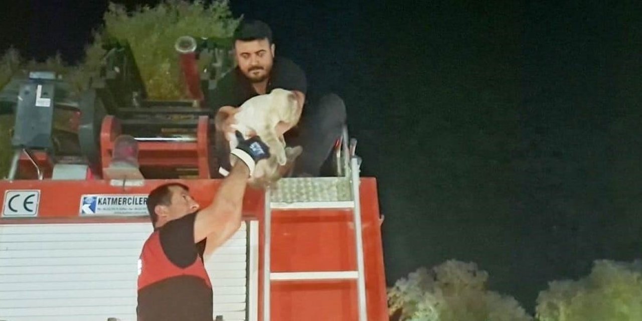 Ağaçta mahsur kalan kediyi itfaiye kurtardı