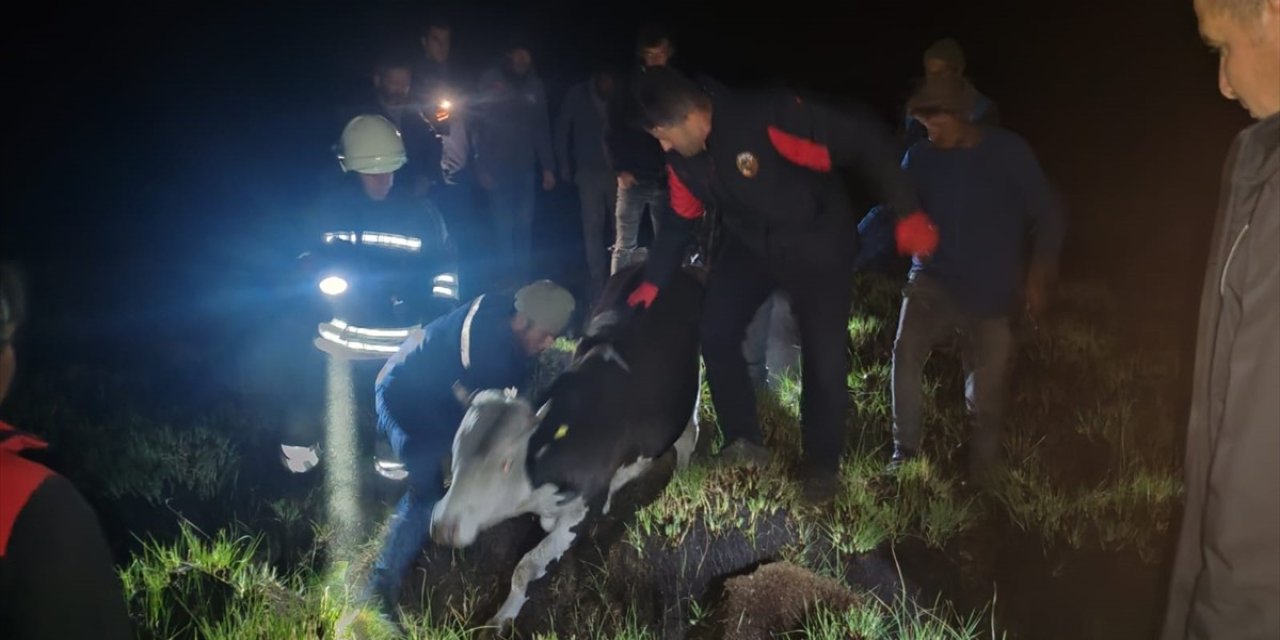 Bataklığa saplanan inek için seferber oldular