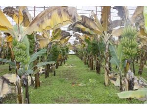 Hassa'da 'Muz Hasat Şenliği' Düzenlendi