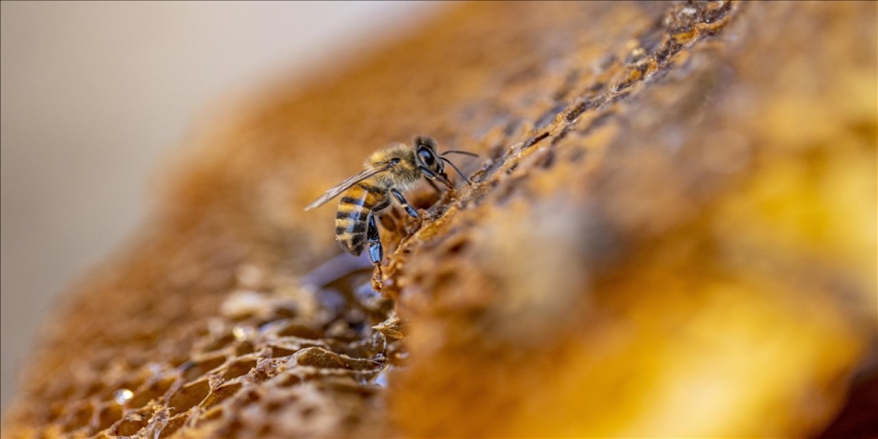 Arıcılık sektörünün önemli talepleri var