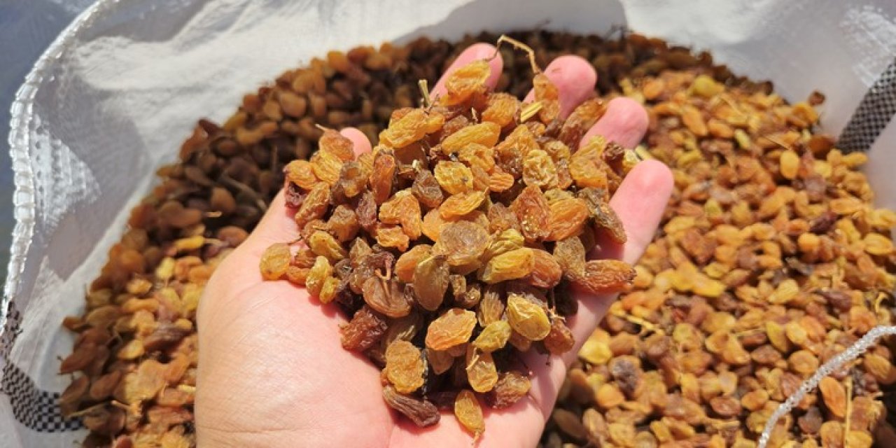 Kuru üzüm ihracatı rekor kırdı